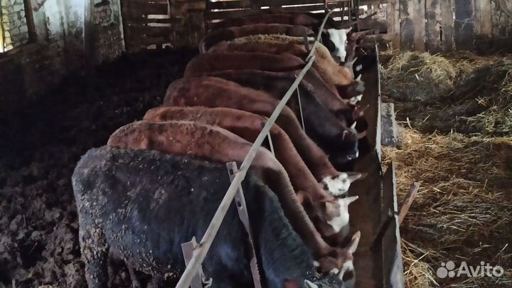 Бычки на откорм сементалы смесь с лимузином