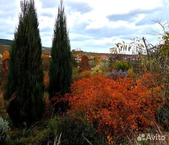 Можжевельник скальный 