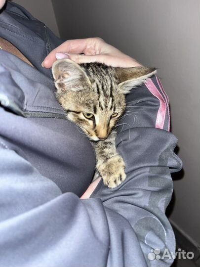 Отдам котенка в добрые руки