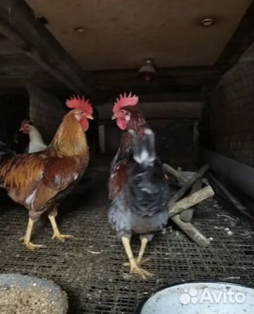 Петухи домашние