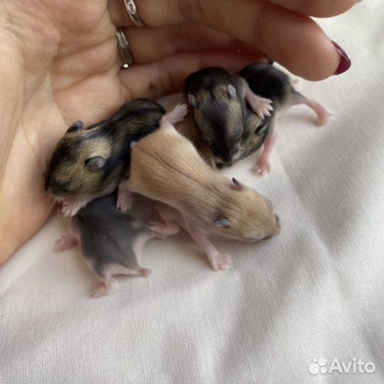 Джунгарские хомяки ручные малыши