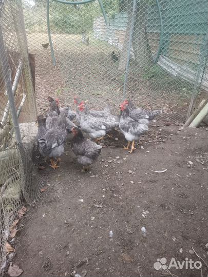 Куры молодки