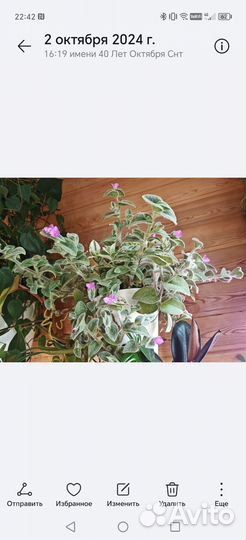 Традесканции силамонтана и зебра