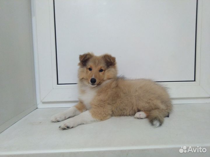 Рыженькие мальчик и девочка шелти