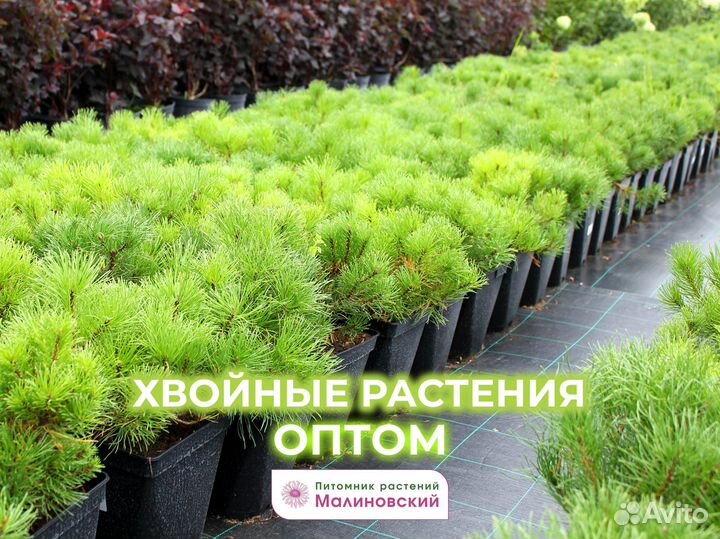 Сортовые Саженцы напрямую с Питомника