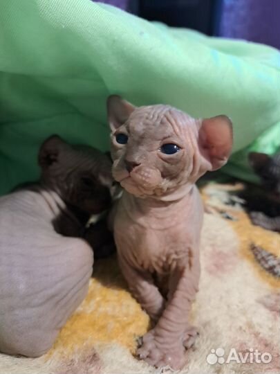 Канадский сфинкс котята