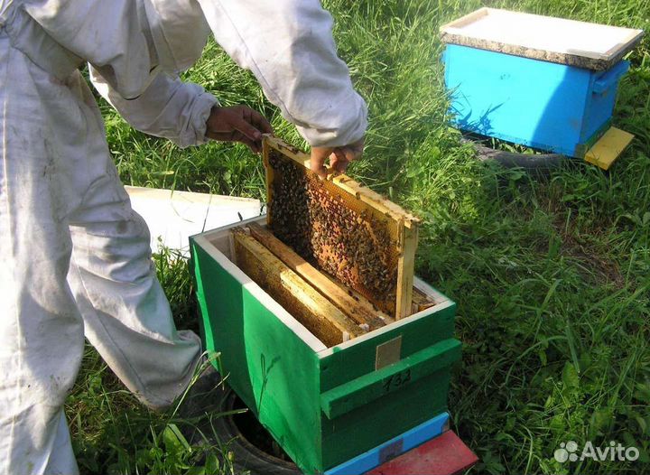 Мед в сотах светлое разнотравье Алтайского края