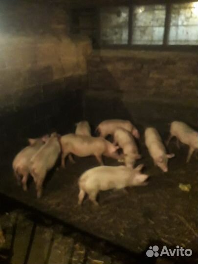 Поросята