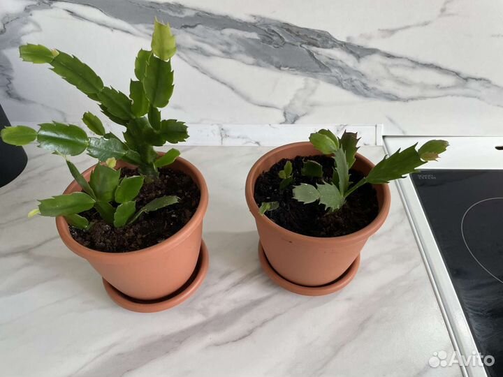 Декабрист шлюмбергера