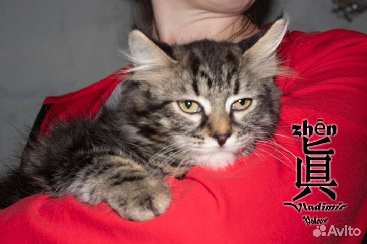 Мальчик в добрые руки