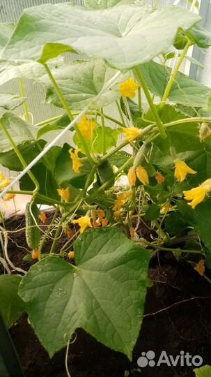 Домашнее чудо