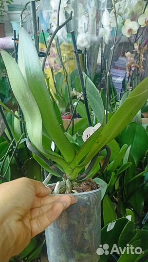 Сортовые Орхидеи отцветашки