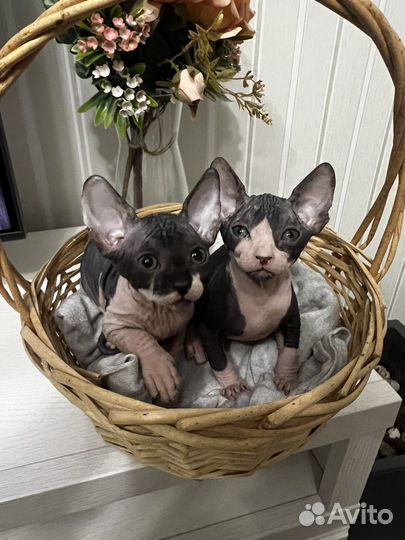 Донской сфинкс котята