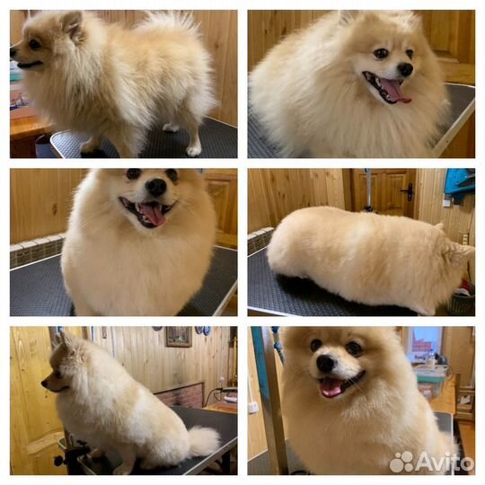 Стрижка кошек и собак