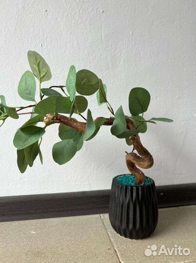 Эвкалипт искусственный