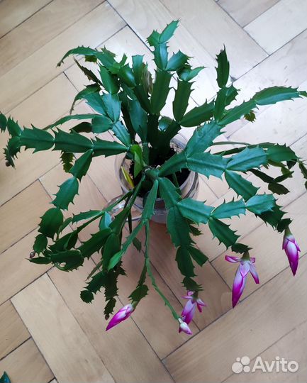 Декабрист шлюмбергера