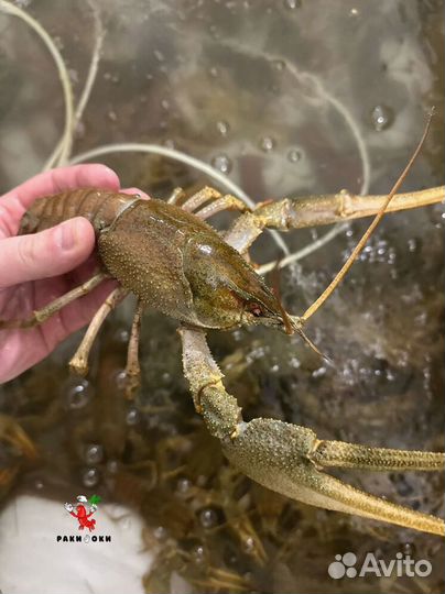 Раки варёные