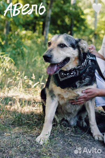 Авель из приюта ждёт хозяина