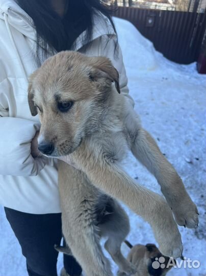 Щенки в частный дом