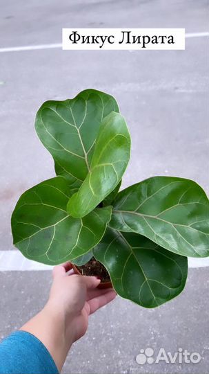 Фикус лирата