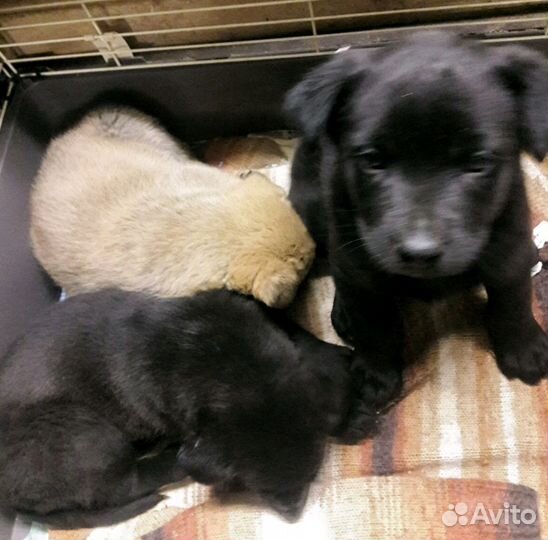 Малыши в дар