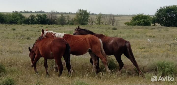 Лошади жеребята