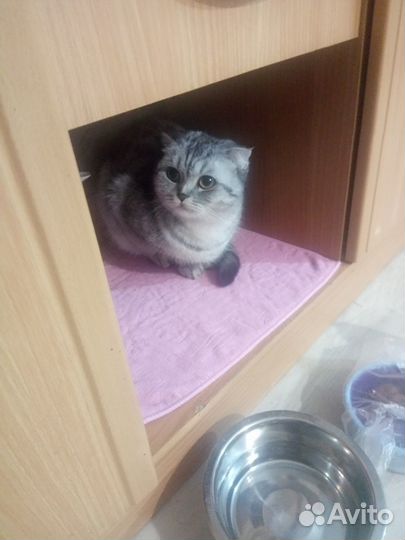 Передержка кошек и собак