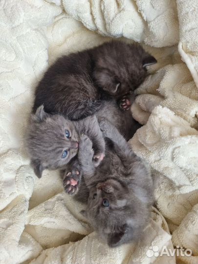 Шотландские котята