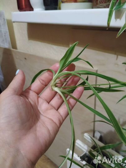 Хлорофитум