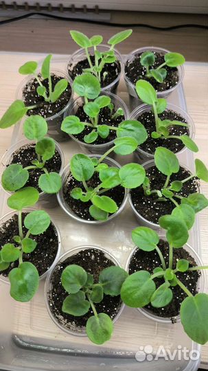 Фиалка в горшках