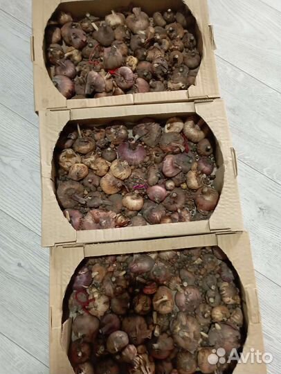 Гладиолусы луковицы