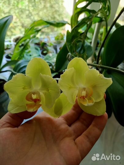 Фаленопсис Ice Cream бабочка