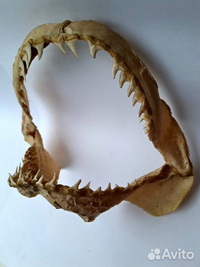 Челюсть акулы