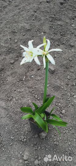 Гименокаллис