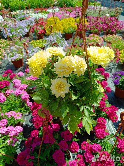 Цветы в кашпо