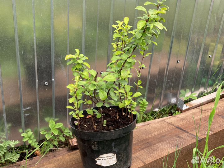 Многолетние растения для сада в наличие