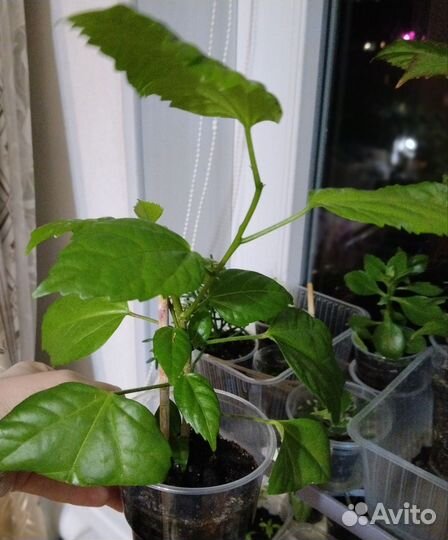 Гибискус(китайская роза)