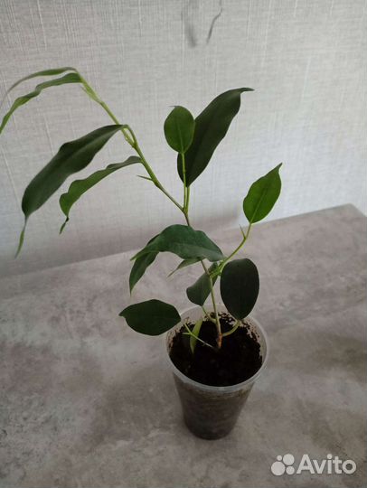 Фикус бенджамина наташа