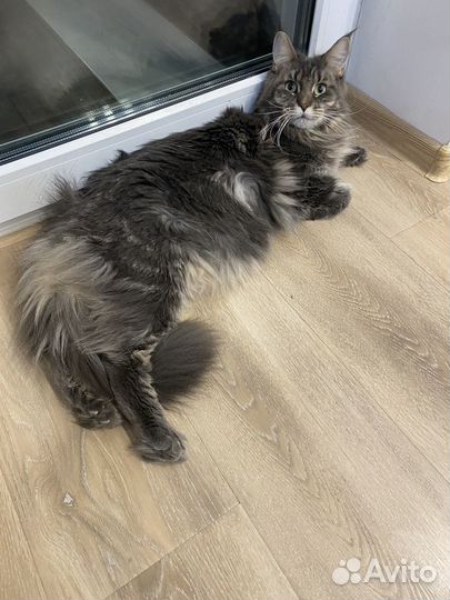 Кошка мейкун