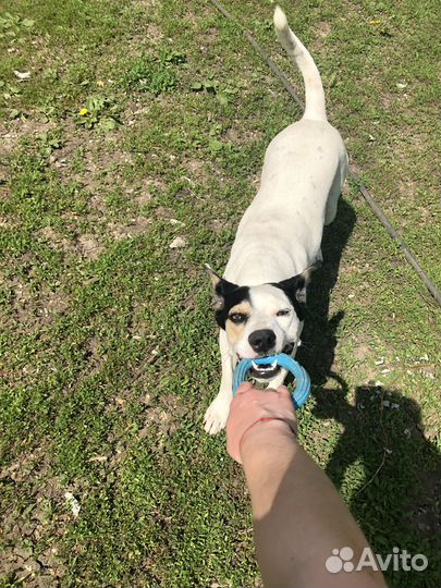 Передержка животных