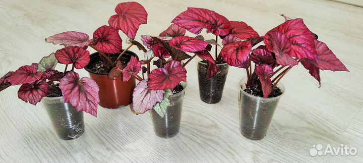 Бегония декоративно лиственная