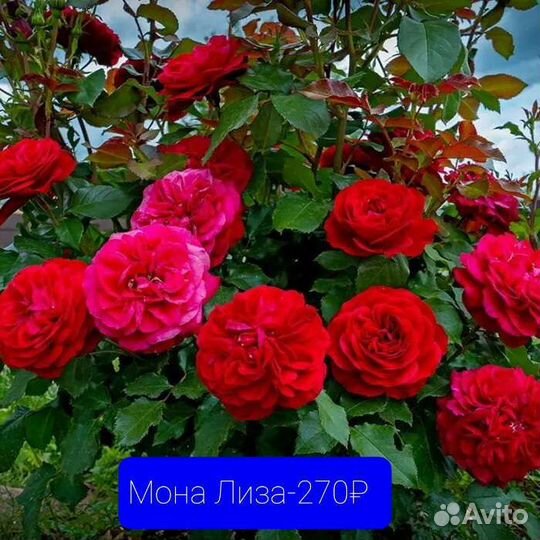 Роза разной группы. Продажа розница