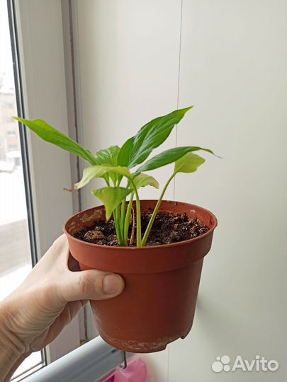 Комнатные цветы