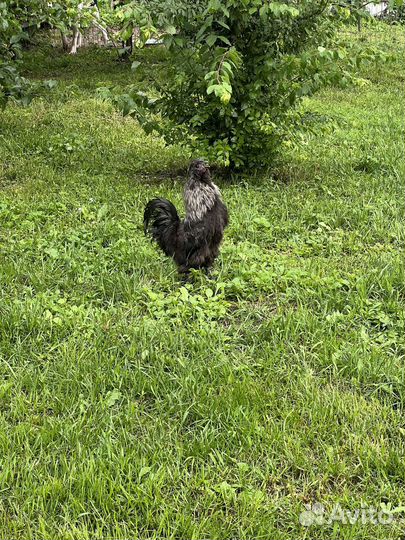 Куры и петухи