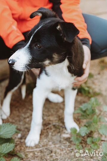 Красивая собака