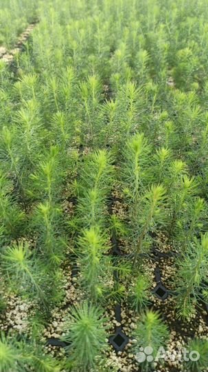 Сеянцы ели зкс от производителя