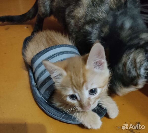 Кошечка и котик в добрые ручки
