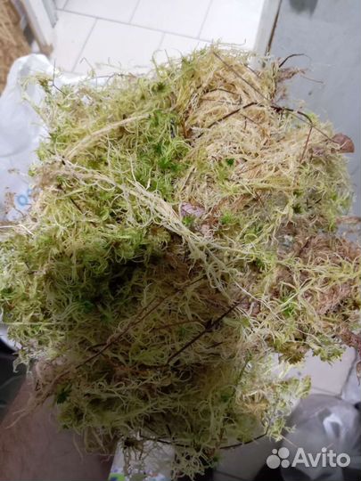 Мох сфагнум