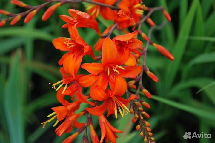 Крокосмия (лат. Crocosmia) Кармин Бриллиант
