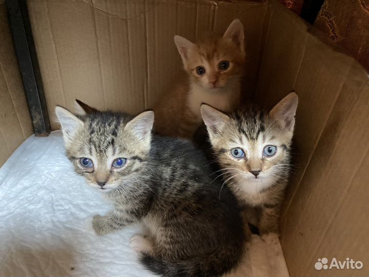 Котята в добрые руки